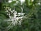 Closeup white Orthosiphon aristatus flower plants in garden with green blurred background