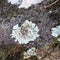 Closeup white parasitic mushrooms grow on the stones