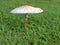 Closeup white Parasol mushroom , Macrolepiota procera in the grass with blurred background ,macro image