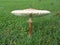 Closeup white Parasol mushroom , Macrolepiota procera in the grass with blurred background ,macro image