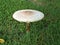 Closeup white Parasol mushroom , Macrolepiota procera in the grass with blurred background ,macro image