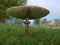 Closeup white Parasol mushroom , Macrolepiota procera in the grass with blurred background ,macro image