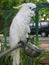 Closeup White Parrot With Blue Eyes