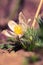 Closeup of a white pasqueflower pulsatilla blooming in spring