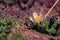 Closeup of a white pasqueflower pulsatilla blooming in spring