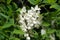 Closeup of white pea-like flowers of Robinia pseudoacacia