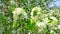 Closeup of white pear blossoms blooming on branches, swaying in the wind