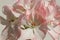 Closeup of White Pelargonium Flower with Red Speckles and Rim