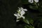 Closeup of white periwinkle flowers