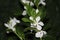 Closeup of white periwinkle flowers