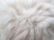 Closeup white persian cat fur texture background