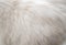 Closeup white persian cat fur texture background