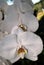 Closeup of White phalaenopsis orchid flower