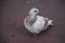 Closeup of a white pigeon on the ground