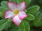 Closeup white pink desert rose flower plants in garden with green leaf blurred background ,macro image ,sweet color