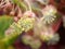 Closeup white pink flower of Garden croton ,Codiaeum variegatum plants in garden with blurred background ,macro image ,sweet color