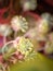 Closeup white pink flower of Garden croton ,Codiaeum variegatum plants in garden with blurred background ,macro image ,sweet color