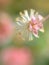 Closeup white pink flower of Garden croton ,Codiaeum variegatum plants in garden with blurred background ,macro image ,sweet color