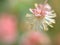 Closeup white pink flower of Garden croton ,Codiaeum variegatum plants in garden with blurred background ,macro image ,sweet color