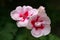 Closeup of the white and pink flowers of a Geranium plant