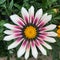 Closeup of a white and pink gazania flower