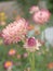 Closeup white-pink strawflower with blurred background in garden