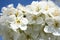 Closeup of White Plum Blossoms