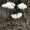 Closeup of white Polyporaceae on Japanese cherry tree. Actual size is around 0.3 inches.