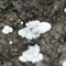 Closeup of white Polyporaceae on Japanese cherry tree. Actual size is around 0.3 inches.