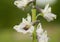 Closeup of a white Prairie Larkspur