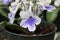 Closeup of white and purple cape primrose flowers