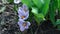 A closeup of white and purple crocuses flowering in a spring garden