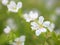 Closeup white-purple false heather, hawaiian heather elfin herb flowers in garden