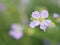 Closeup white-purple false heather, hawaiian heather elfin herb flowers in garden