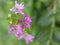 Closeup white-purple false heather, hawaiian heather elfin herb flowers in garden