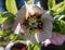 Closeup of white and purple Hellebore flower with stamen detail