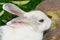 Closeup of white rabbit