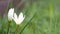 Closeup of white rain lily or autumn zephyrlily or fairy lily