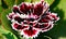 closeup of white red black carnation dianthus flower