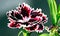 closeup of white red black carnation dianthus flower