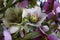 Closeup of a white-red colored blossom of a christrose (helleborus)