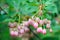 Closeup of the white and red flowers of a Redvein Enkianthus blooming on a wet spring day