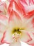 Closeup of a White and Red Striped Amaryllis