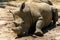 Closeup of a white rhinoceros resting on the ground in sunlight.