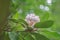 Closeup of White Rhododendron Flowers