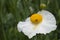 Closeup of white Romneya coulteri flower
