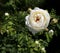 Closeup White Rose Claire Austin in the organic garden with blurred foliage.Nature and rose concept