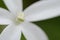 Closeup of a white Rose pogonia in a garden with a blurry background