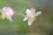 Closeup of a white Rose pogonia in a garden with a blurry background