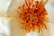 Closeup of white rose pollen in diffused light in autumn